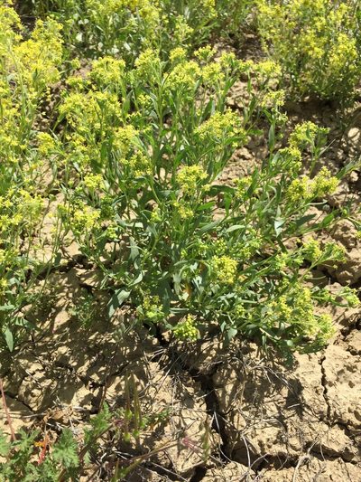 Lepidium jaredii, photographed by David A. Krause