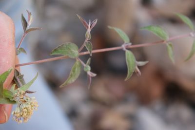 Cunila polyantha, photographed by Viacheslav Shalisko