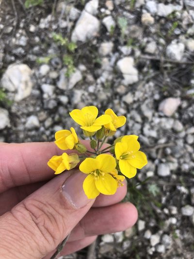 Physaria engelmannii, photographed by Sam Kieschnick