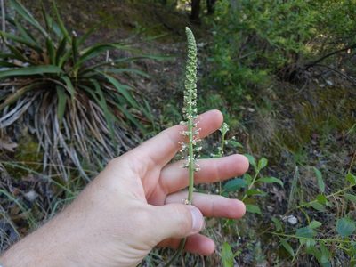 Schoenocaulon texanum, photographed by Cleveland Powell