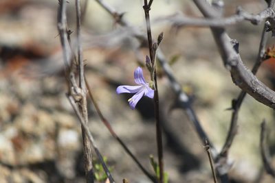 Carlowrightia parviflora, photographed by José Belem Hernández Díaz