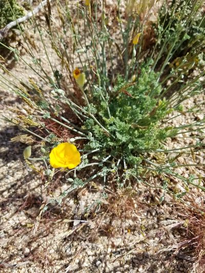 Eschscholzia androuxii, photographed by Rod