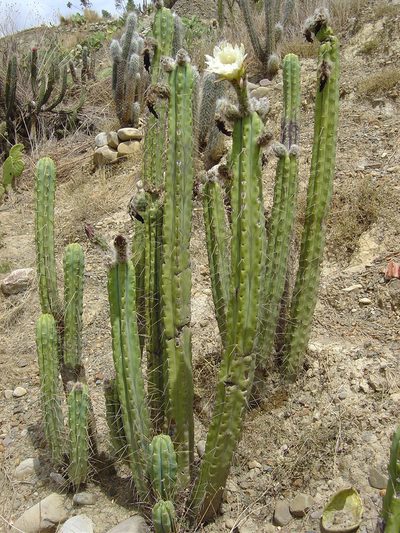 Trichocereus bridgesii, photographed by Alfredo F. Fuentes Claros