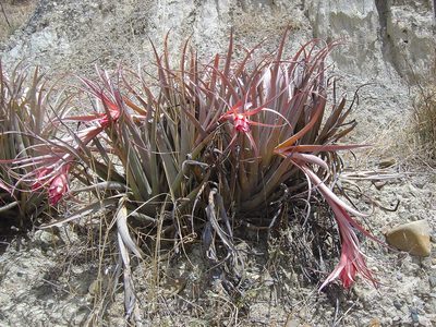 Tillandsia sphaerocephala, photographed by Alfredo F. Fuentes Claros