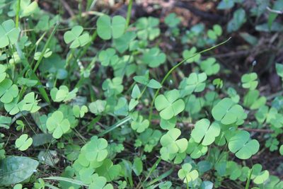 Marsilea ancylopoda, photographed by Étienne Lacroix-Carignan