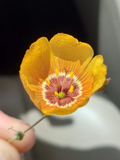 Linum vernale, photographed by Alex Abair