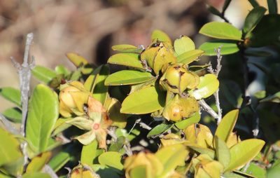 Diospyros scabrida, photographed by Tony Rebelo