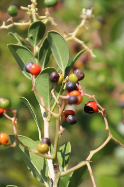 Apodytes abbottii, photographed by Tony Rebelo