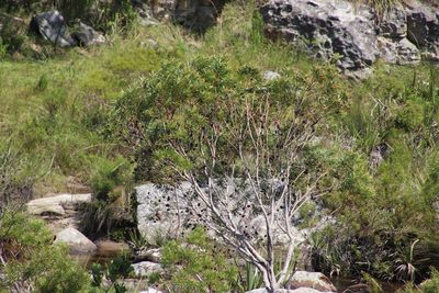 Leucadendron pondoense, photographed by Tony Rebelo