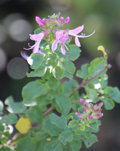 Syncolostemon rotundifolius, photographed by Tony Rebelo