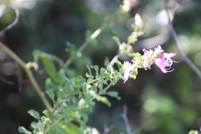 Syncolostemon rotundifolius, photographed by Tony Rebelo