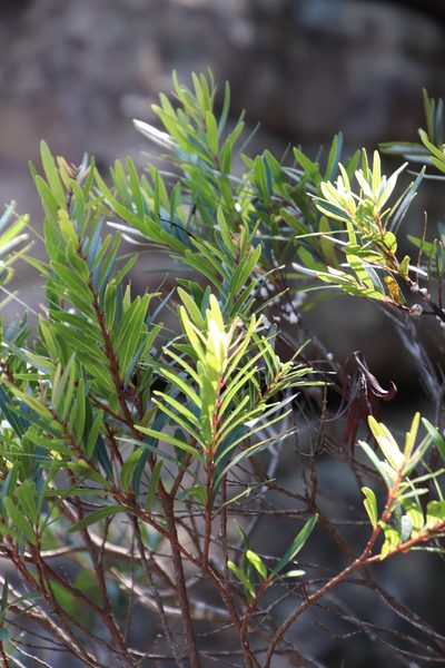 Syzygium pondoense, photographed by Tony Rebelo