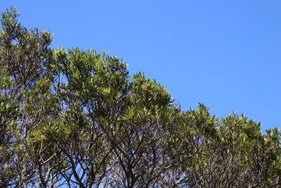 Syzygium pondoense, photographed by Tony Rebelo