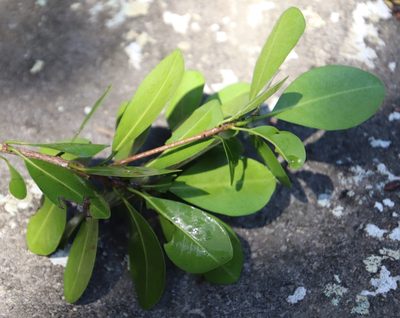 Mimusops obovata, photographed by Tony Rebelo