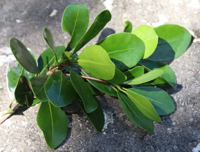 Mimusops obovata, photographed by Tony Rebelo