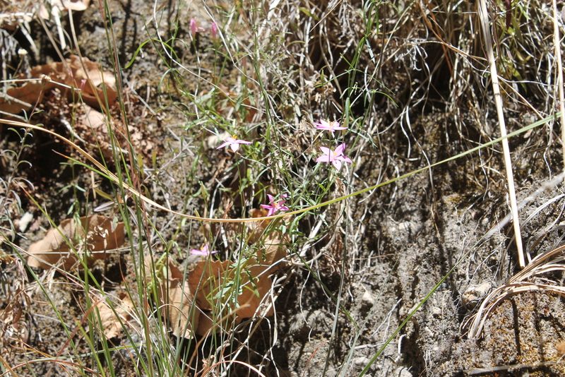 Gyrandra tenuifolia, photographed by Viacheslav Shalisko