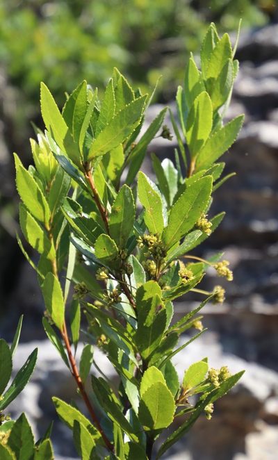 Gerrardina foliosa, photographed by Tony Rebelo