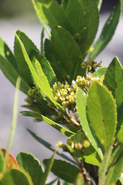 Gerrardina foliosa, photographed by Tony Rebelo