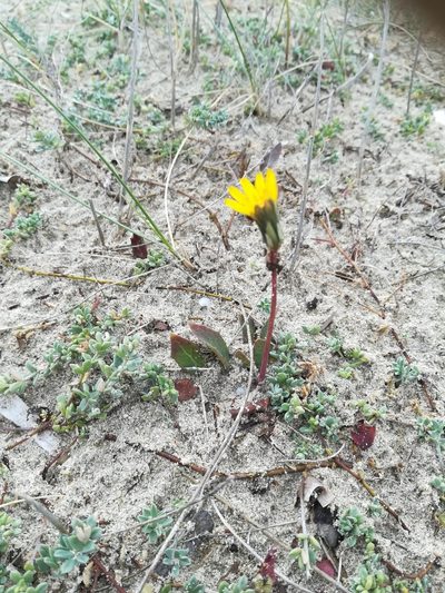 Sonchus bulbosus, photographed by Rachel Webster