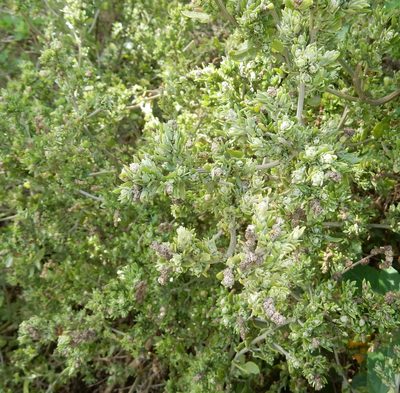 Exomis microphylla, photographed by Henry de Lange