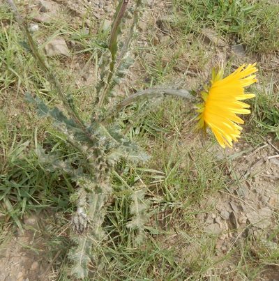 Berkheya decurrens, photographed by Henry de Lange