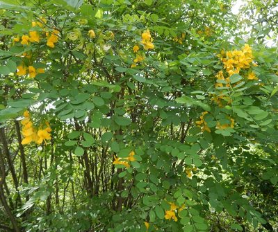 Calpurnia aurea, photographed by Henry de Lange