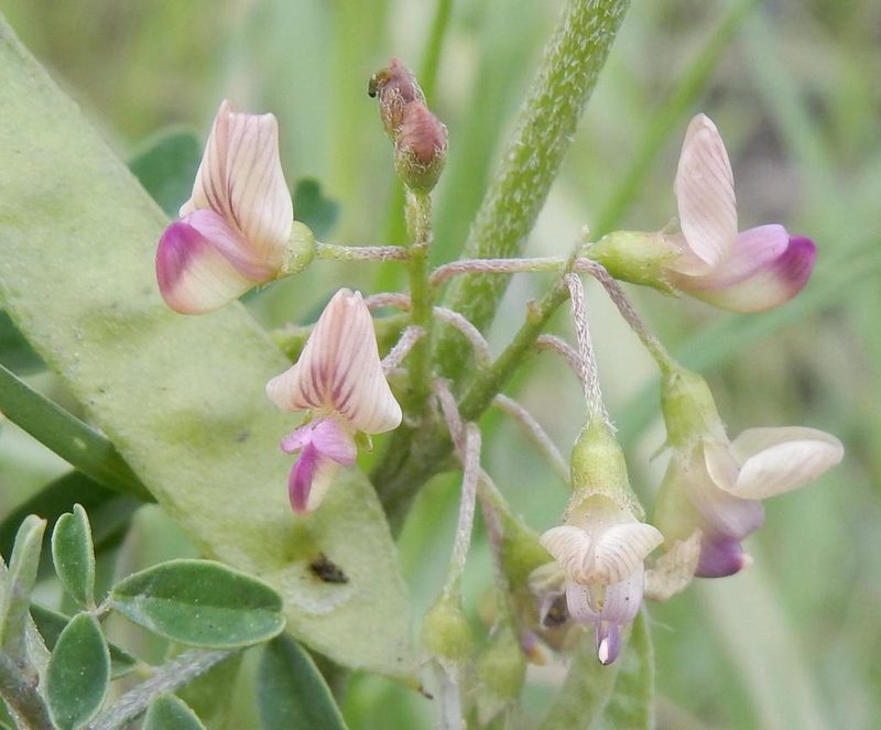 Lessertia brachystachya, photographed by Henry de Lange