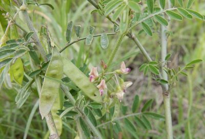 Lessertia brachystachya, photographed by Henry de Lange