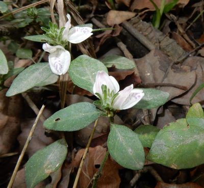 Isoglossa ciliata, photographed by Henry de Lange