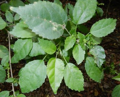 Acalypha glabrata, photographed by Henry de Lange