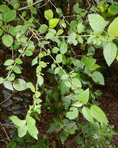 Acalypha glabrata, photographed by Henry de Lange