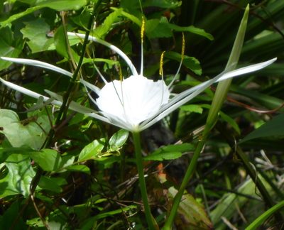 Hymenocallis franklinensis, photographed by mfeaver