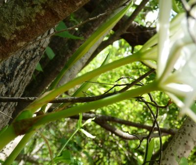 Hymenocallis franklinensis, photographed by mfeaver