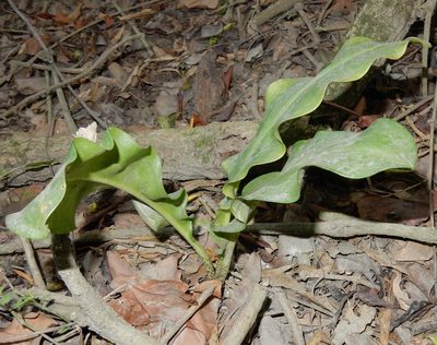 Scadoxus membranaceus, photographed by Henry de Lange