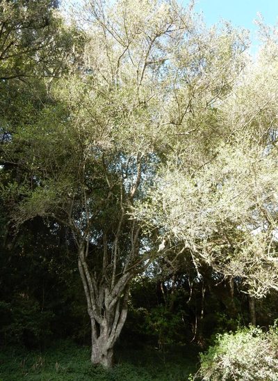 Strychnos decussata, photographed by Henry de Lange
