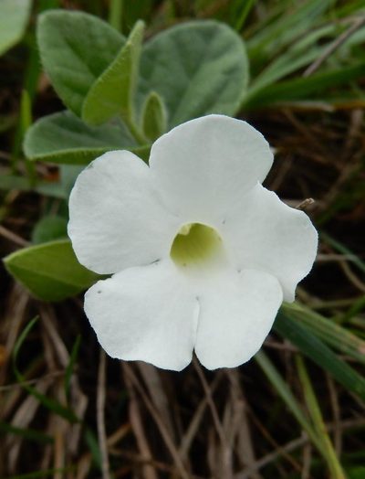 Thunbergia capensis, photographed by Henry de Lange