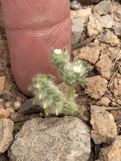 Johnstonella mexicana, photographed by CK2AZ