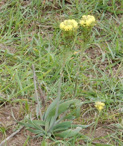Bulbine narcissifolia, photographed by Henry de Lange