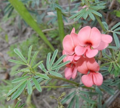Indigofera verrucosa, photographed by Henry de Lange