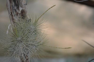 Tillandsia fuchsii, photographed by Neptalí Ramírez Marcial