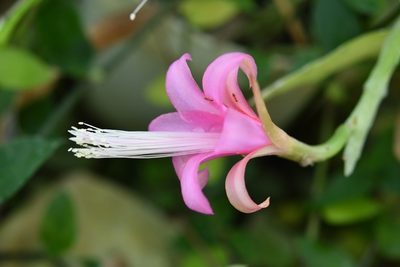 Disocactus nelsonii, photographed by Neptalí Ramírez Marcial