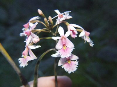 Epidendrum calanthum, photographed by cstobie
