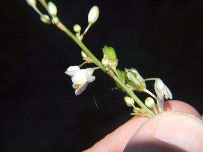 Trihesperus glaucus, photographed by cstobie