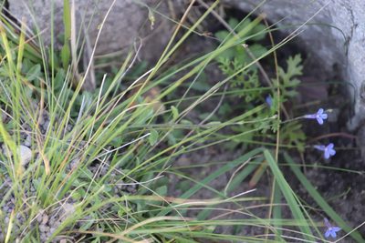 Lobelia chamaedryfolia, photographed by Tony Rebelo