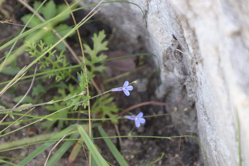 Lobelia chamaedryfolia, photographed by Tony Rebelo