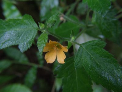 Mentzelia aspera, photographed by cstobie