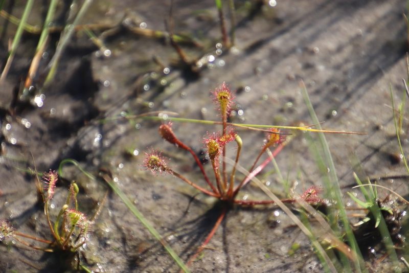 Drosera nidiformis, photographed by Tony Rebelo