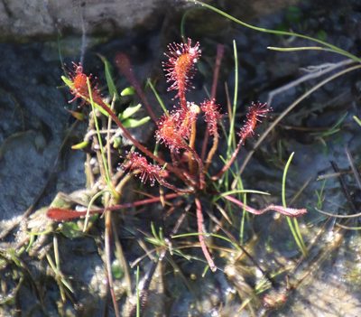 Drosera nidiformis, photographed by Tony Rebelo
