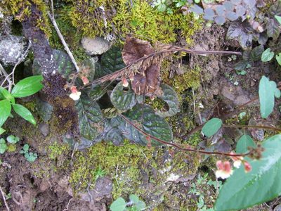 Gloxinia erinoides, photographed by cstobie