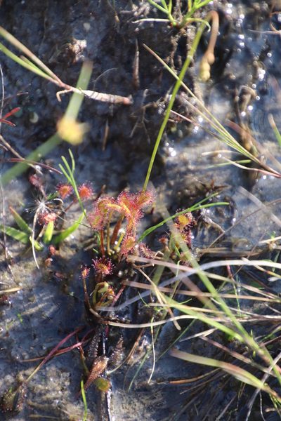 Drosera nidiformis, photographed by Tony Rebelo